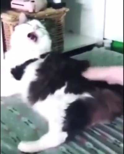 catto