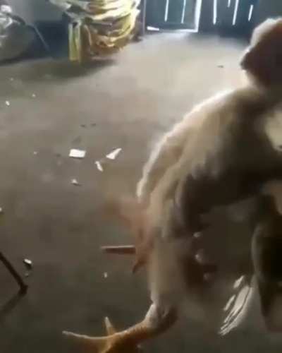 Кура с х&hellip;м