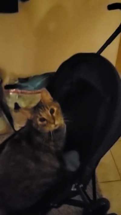 My boyfriend got a cat stroller as a joke, thinking we'd never use it. Turns out she absolutely loves it and constantly begs to go out for more.