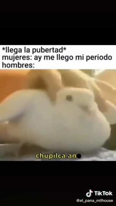 paloma