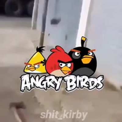 Pajaros enojados 😡