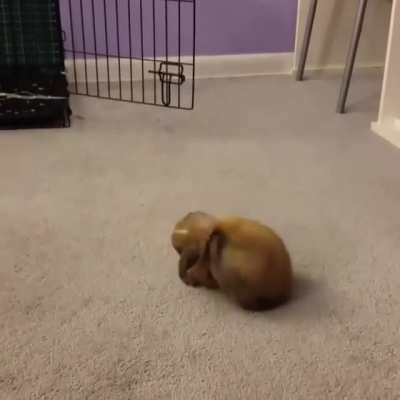 That little hop-turn in the middle is called a "binky" and means this bun is very happy and feels safe.