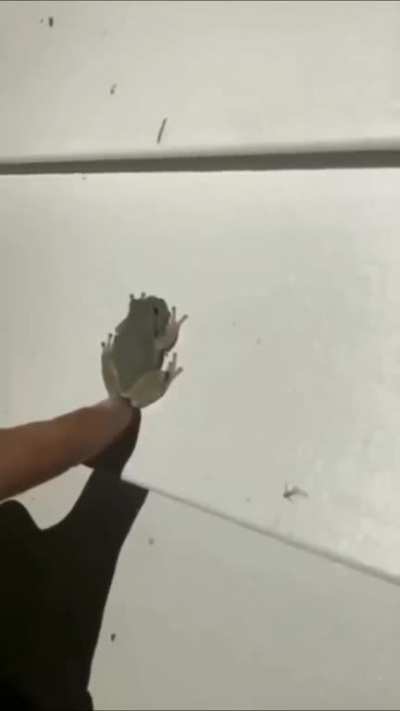 sapo