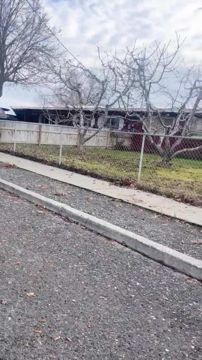 crazy neighbor  