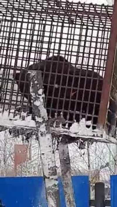 Мишка из Нижневартовска жив цел орел