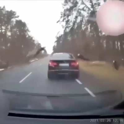 Deer crossing