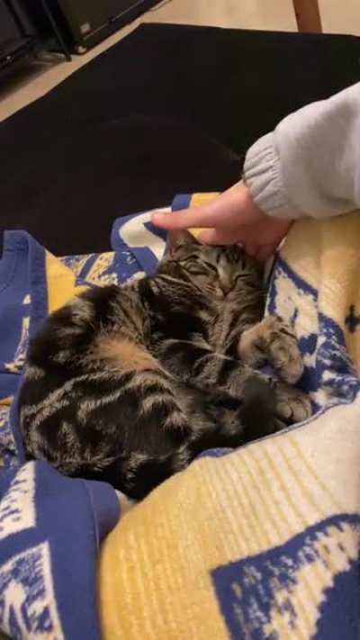 Squishy Cat