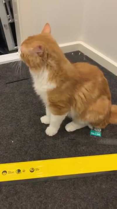 Milo got some of his fluff caught on his tongue and couldn&rsquo;t get it off!