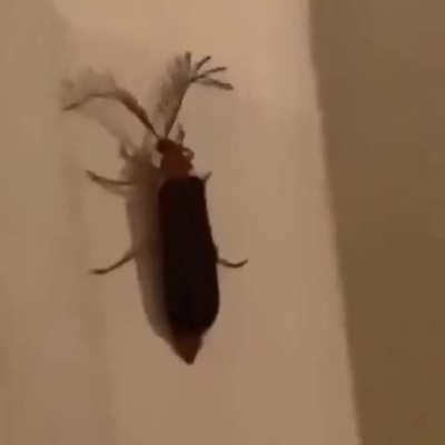 An interesting bug