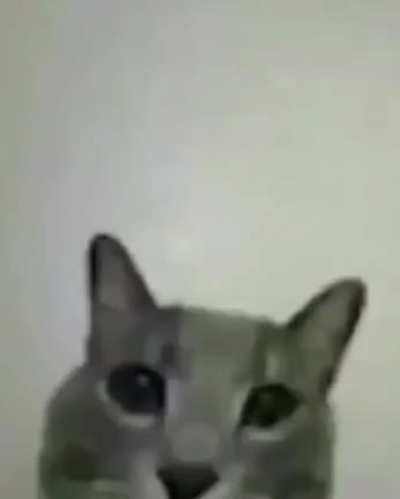 Gato