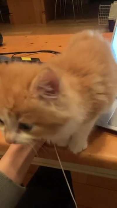 Meatball, baby. Please. I&rsquo;m trying to write my thesis.