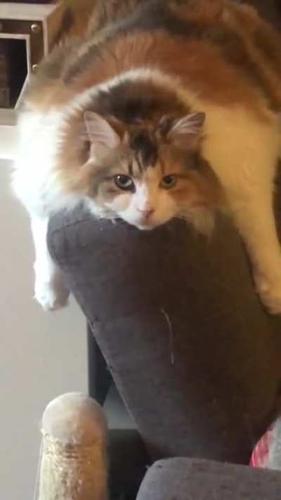 My housemate&rsquo;s cat is another level of chonk