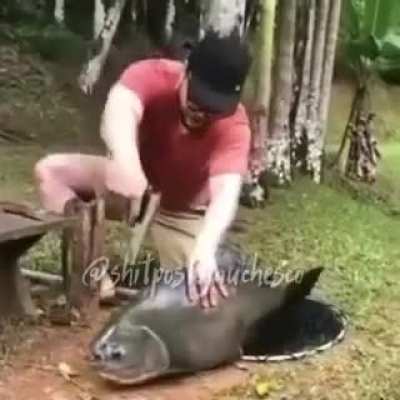 pacuzinho