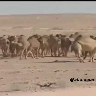 Camel Posting Hours