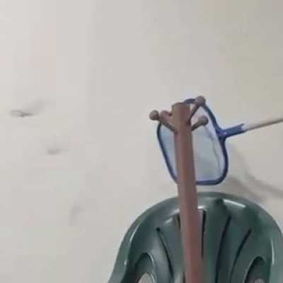 To catch a frog