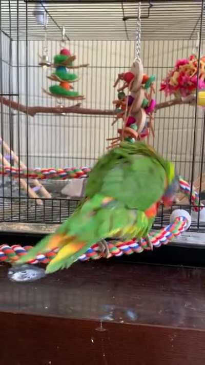 ⭐️If you&rsquo;ve never seen a lorikeet excited⭐️This is Leia in my budgies cage!!!!!!