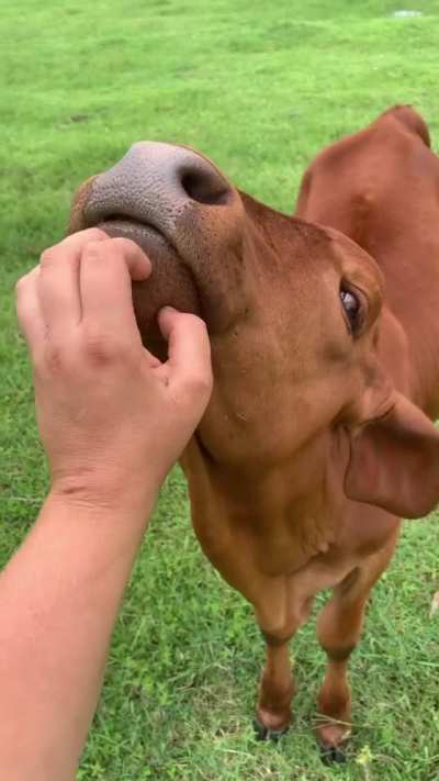 Who doesn&rsquo;t love some good chin scritches