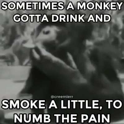 MONKEY IN 2021
