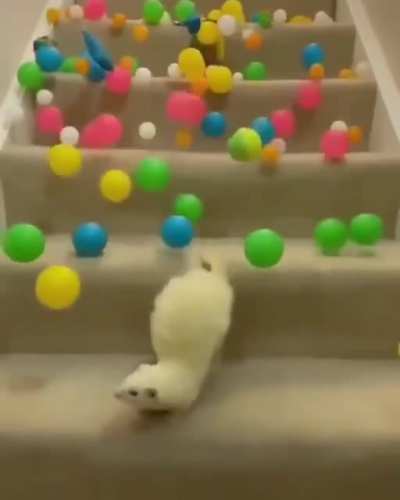 para alegrar un poco este d&iacute;a choto.