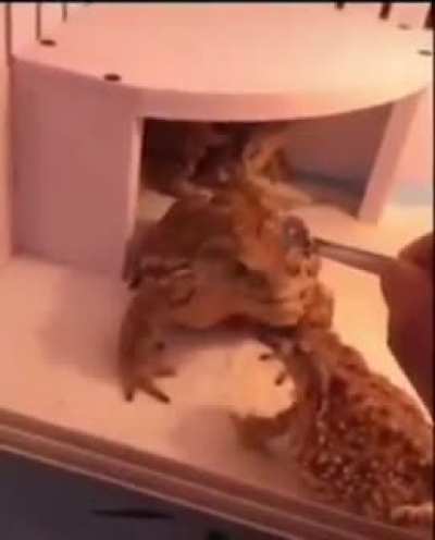 🐸