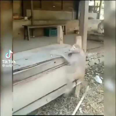 To fight