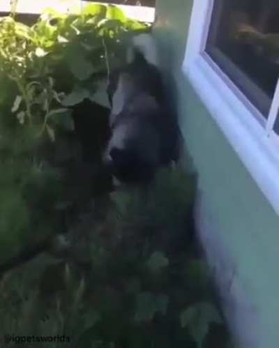 When you don't like taking a bath