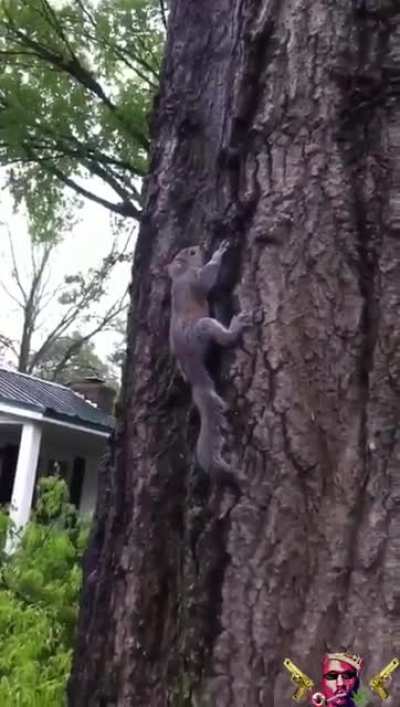 Sweet Squirrel and the Grandpa