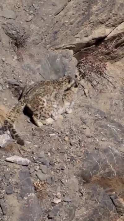 🔥 The snow leopard's rarely seen mating ritual