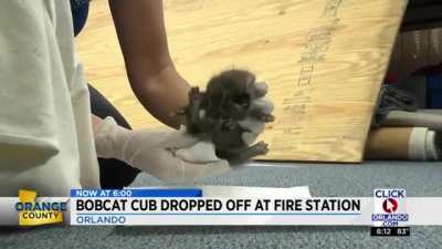"Baby cheetah" dropped off at Florida Fire Station. Turns out it was a baby bobcat. Source in comments.