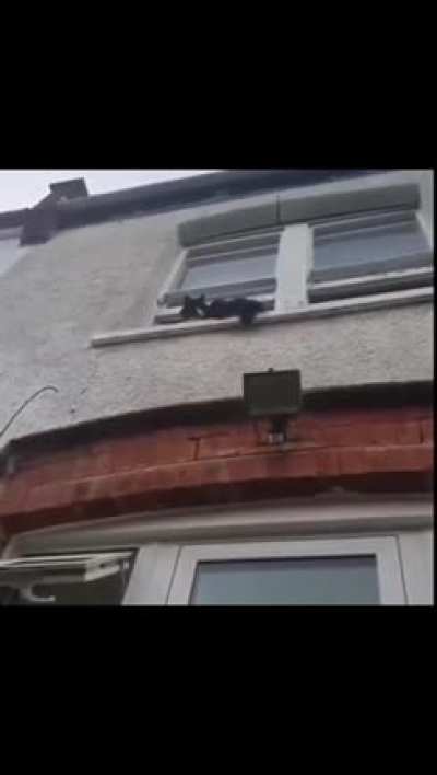 this cat