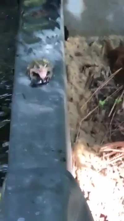 Fuck this bug