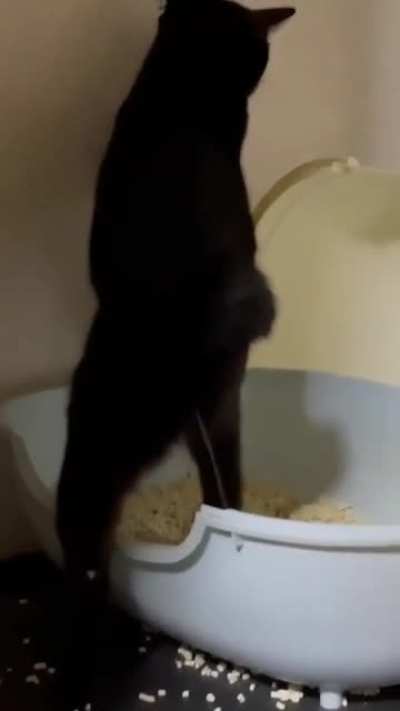 Cat has better aim than some dudes