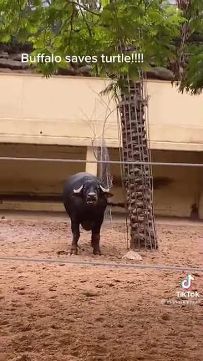 Buffalo saves turtle