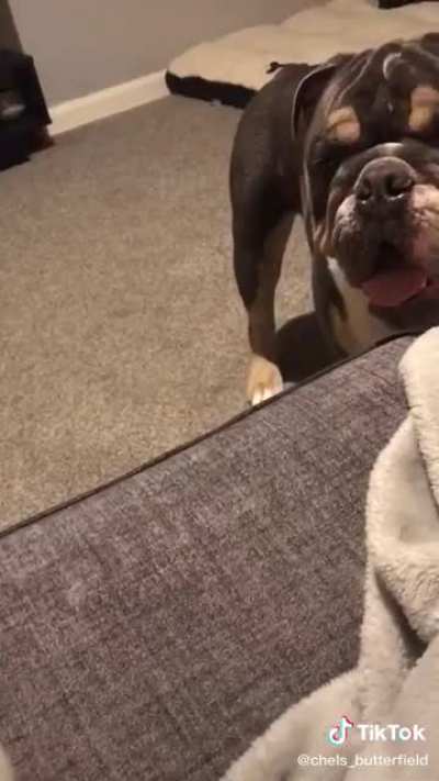 He doesn&rsquo;t play fetch with you, he plays fetch AT YOU