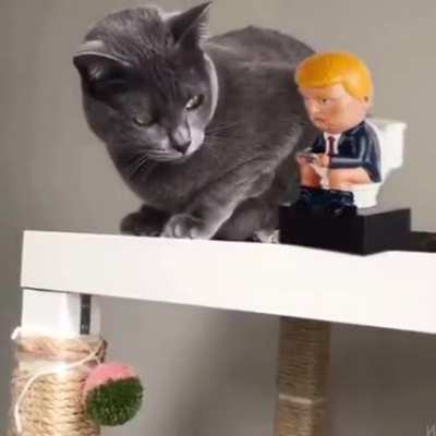 Cat dislike Toy