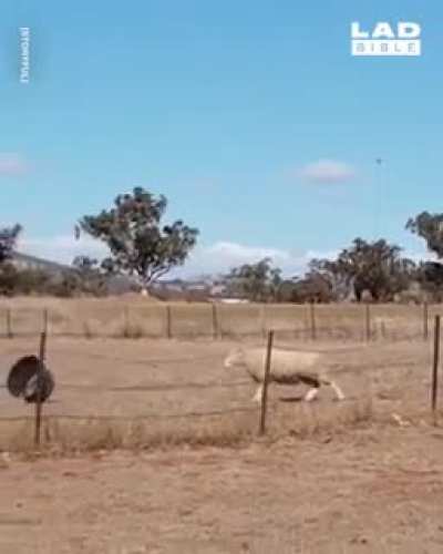 &ldquo;Ewe picked the wrong sheep to mess with!&rdquo;