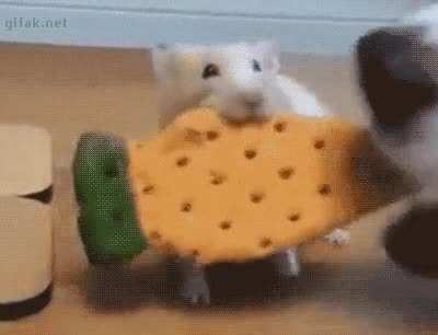 The dog people need me