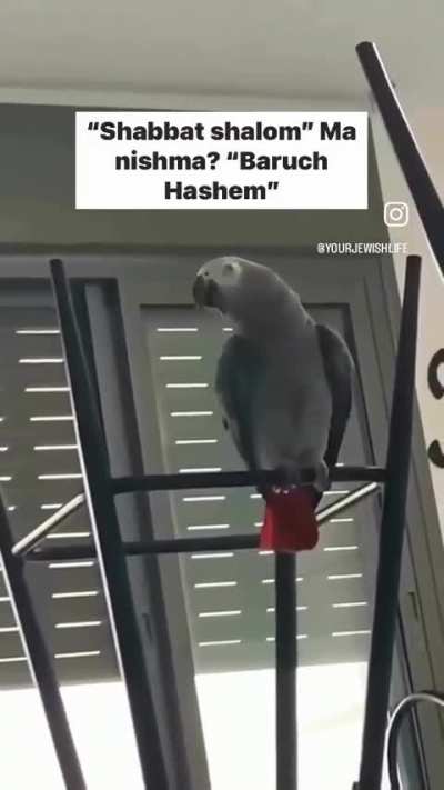&ldquo;Shabbat Shalom&rdquo; - Parrot