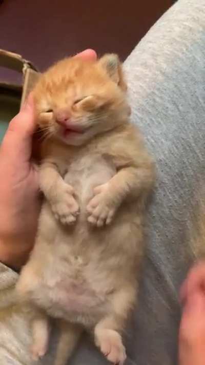 Little sleepy kitten &amp;lt;3