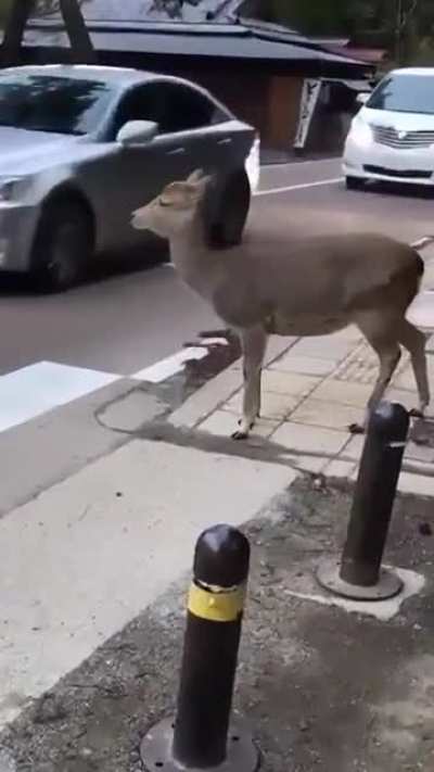 "I'm at the crosswalk- why is nobody stopping?"