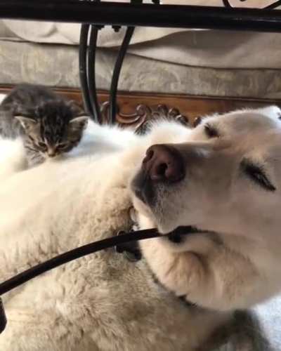 I tried to claim my humans dog as my new bed but got gold I am too illegally smol to make such a claim. Can a pawyer make such a claim?