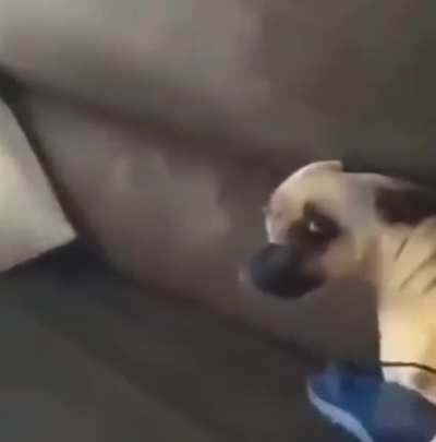 poop