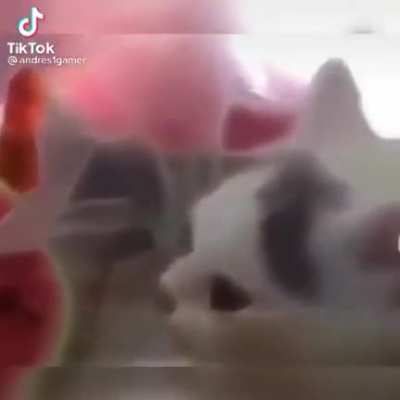 El gato del bicho