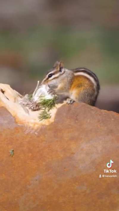 This chipmunk was so cute