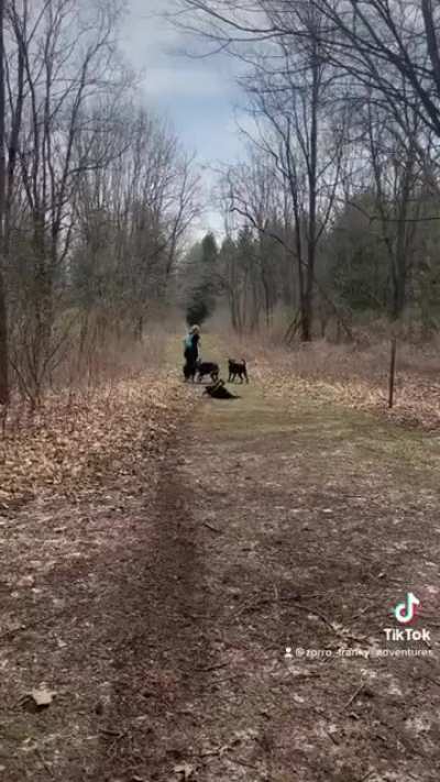 Saw this on WhatsWrongWithYouDog and felt like it should be here too