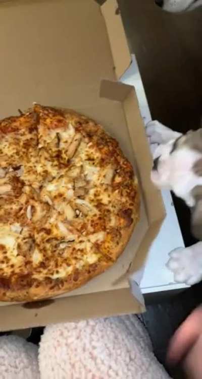 Doggy chaos