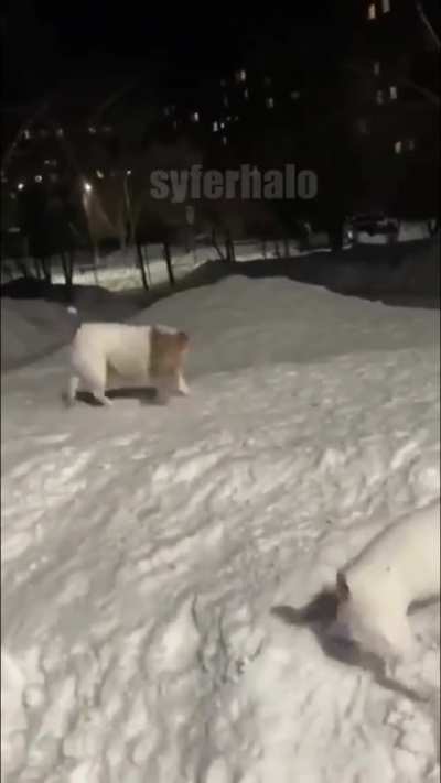 dog = beyblade
