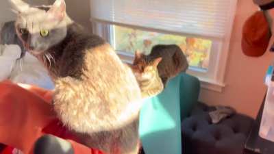 Peloton&hellip; but for cats