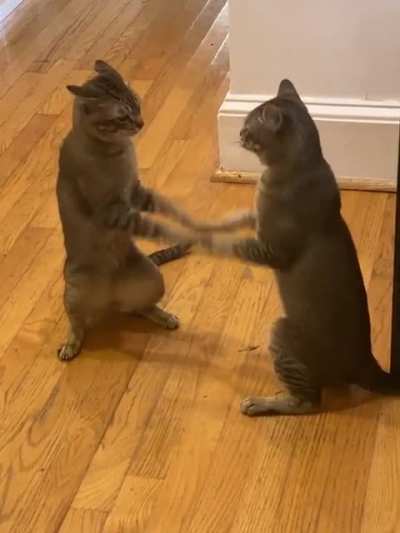 &hellip;..is their cats broken?