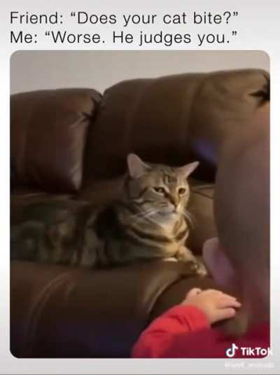 Cat judges like a human